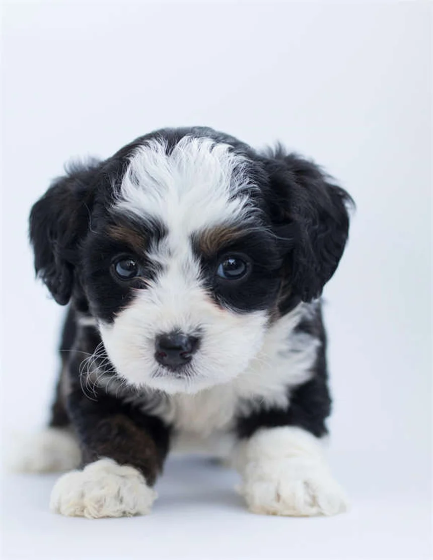 Honda Civic Hybrid Hatchback Review: Why It's a Top Pick for 2026